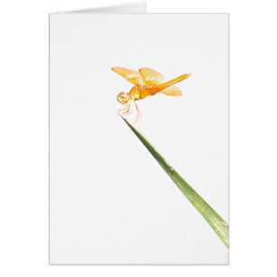 mexican amber-wing dragonfly cards