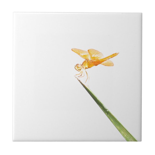 Mexican Amber wing dragonfly Ceramic Tile (Front)