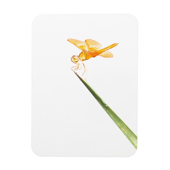 Mexican amber-wing dragonfly magnet (Vertical)