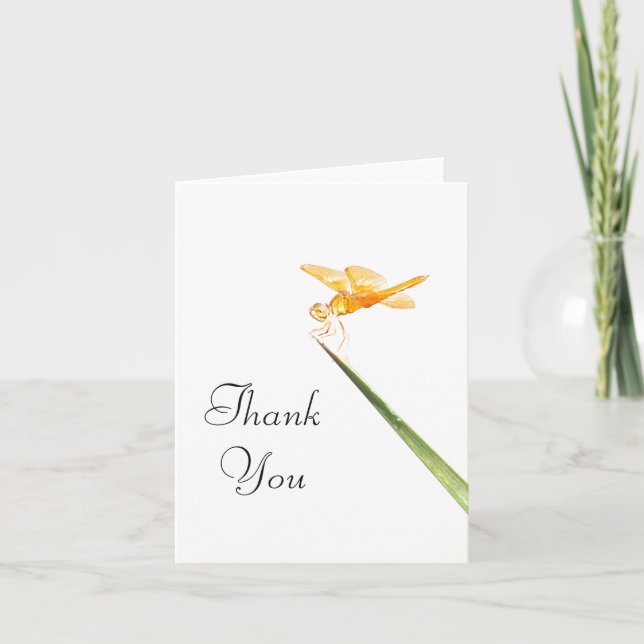 Mexican amber-wing dragonfly thank you (Front)