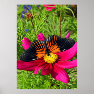 Mexican aster flower with a Doris Longwing  Poster