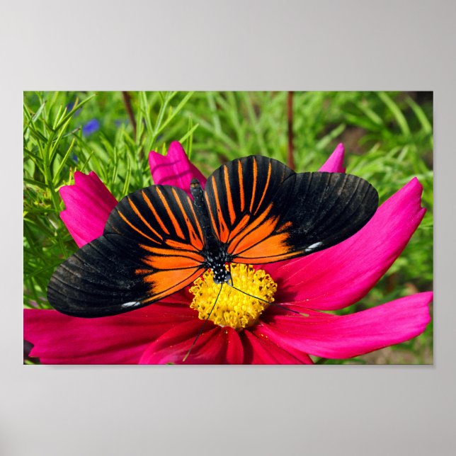 Mexican aster flower with a Doris Longwing  Poster (Front)