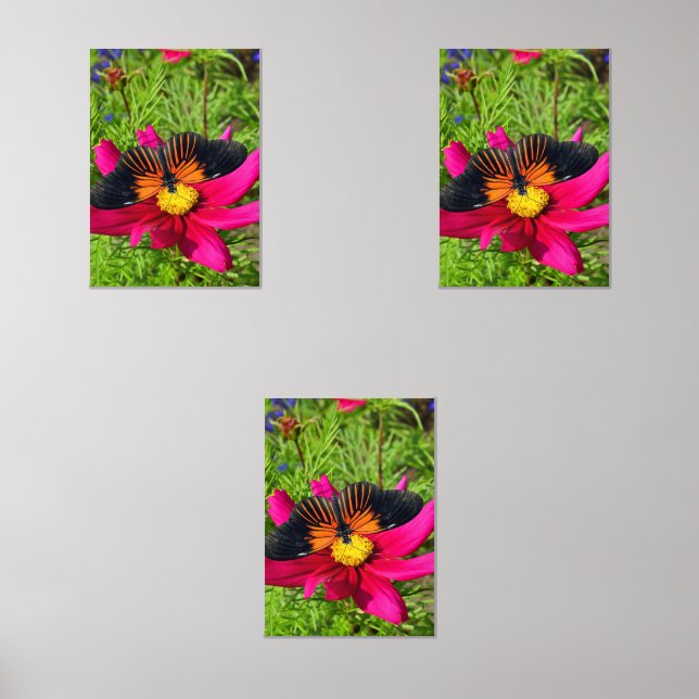 Mexican aster flower with a Doris Longwing  Wall Art Sets (Front)
