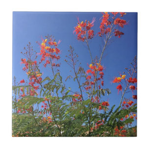 Mexican bird of paradise tile