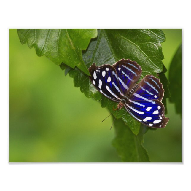 Mexican Blue wing butterfly Photo Print (Front)