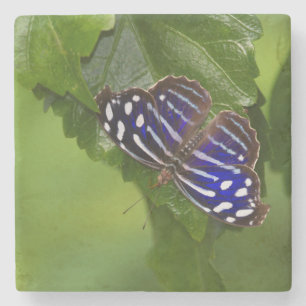 Mexican blue wing butterfly stone coaster