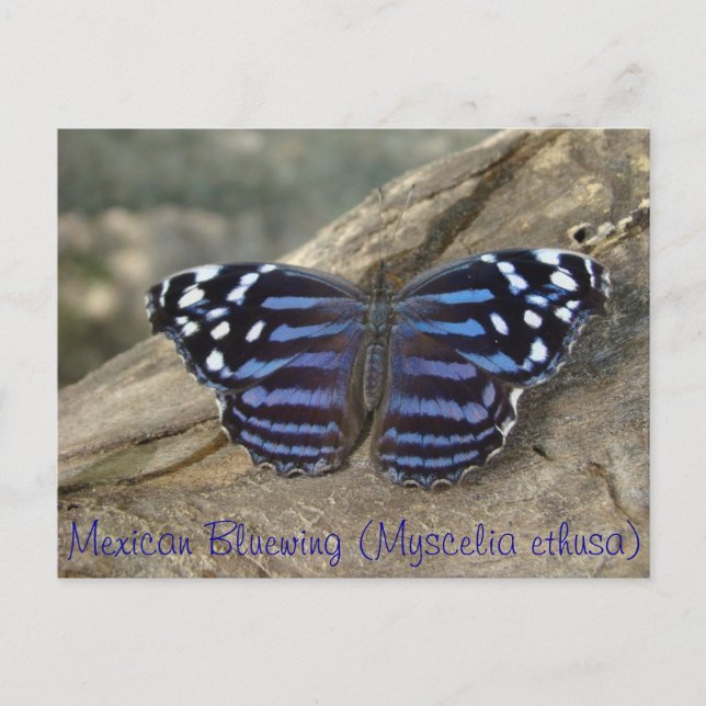 Mexican Bluewing (Myscelia ethusa) butterfly Postcard (Front)