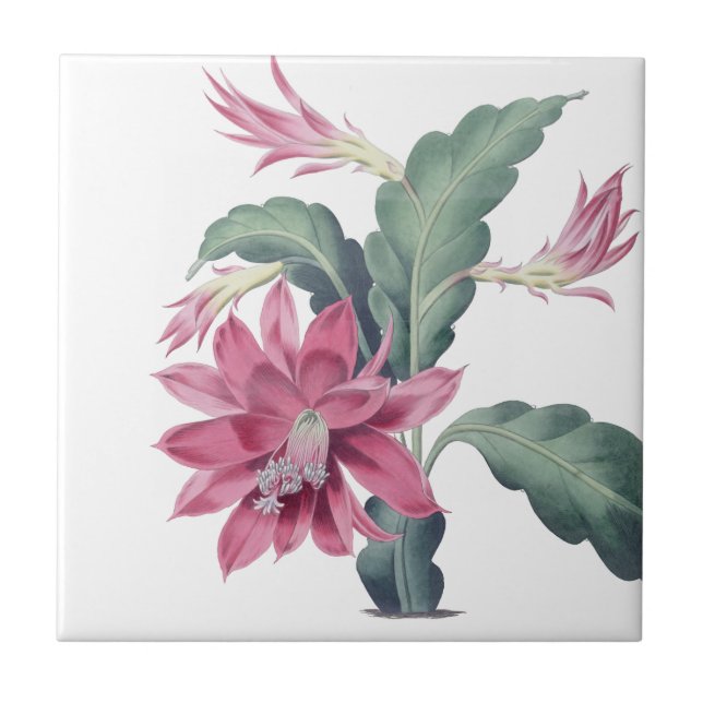 Mexican Cactus Flower Pink Ceramic Tile (Front)