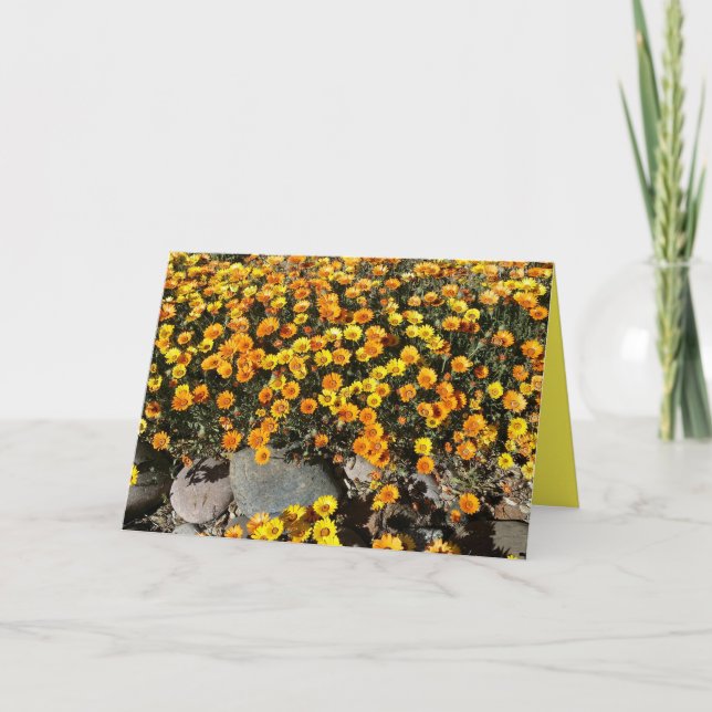 MEXICAN DAISIES, WILDFLOWERS, BLANK GREETING CARD (Front)