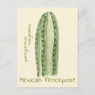 Mexican Fencepost cactus postcard