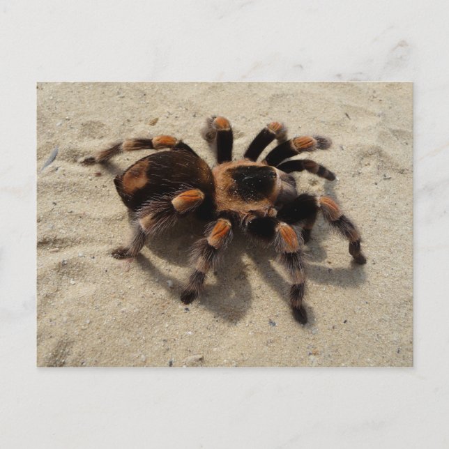 Mexican Flameknee Tarantula Postcard (Front)