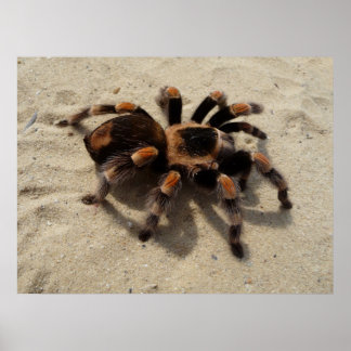 Mexican Flameknee Tarantula spider Poster
