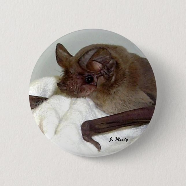 Mexican Free-tailed Bat Pinback Button (Front)