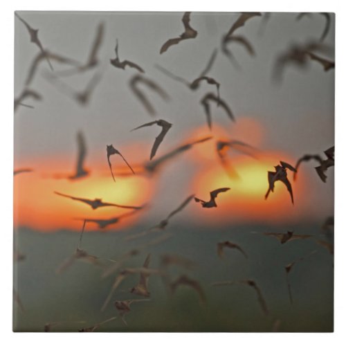 Mexican Free_tailed Bats Ceramic Tile