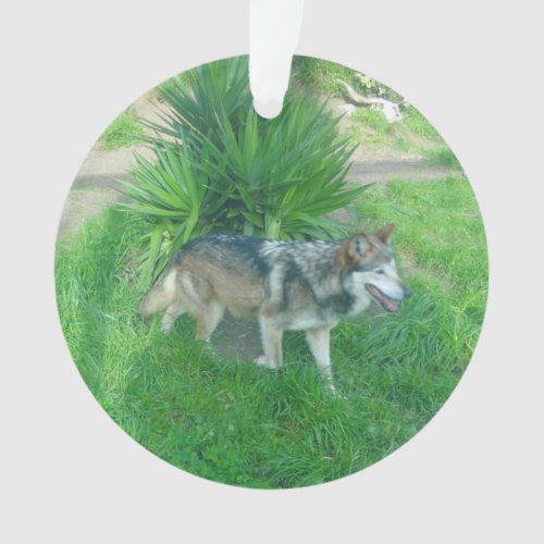 Mexican Gray Wolf 1 Ornament