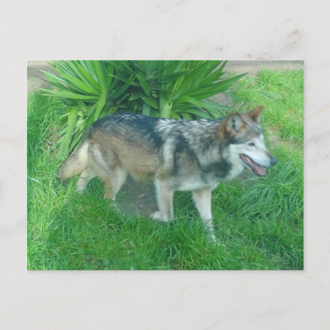 Mexican Gray Wolf #1 Postcard (Front)