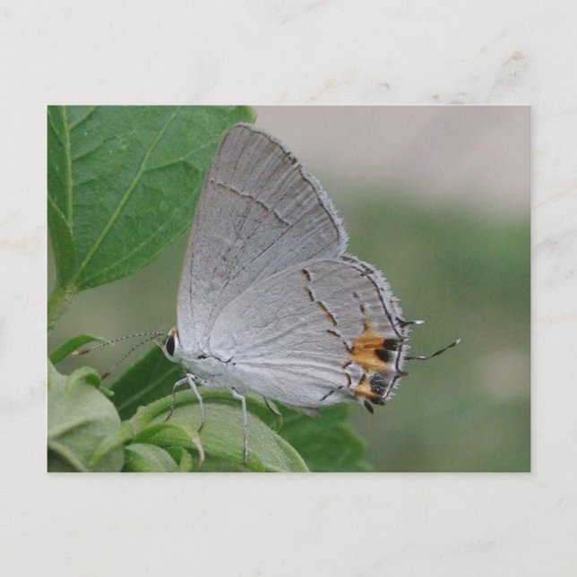 MEXICAN GREY HAIRSTREAK BUTTERFLY POSTCARD (Front)