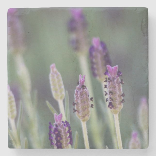 Mexican Lavender Stone Coaster (Front)