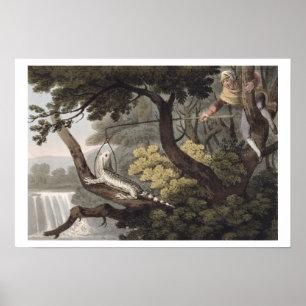 Mexican Lizard Catcher, engraved by Matthew Dubour Poster