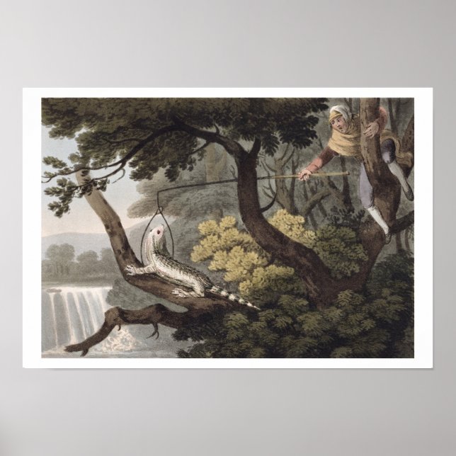 Mexican Lizard Catcher, engraved by Matthew Dubour Poster (Front)