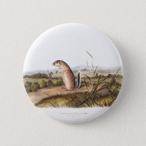 Mexican Marmot Squirrel Camping Deco Gifts Button