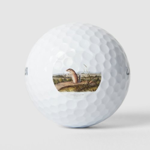 Mexican Marmot Squirrel Camping Deco Gifts Golf Balls