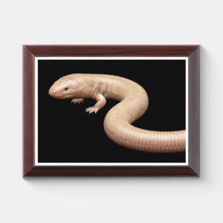 Mexican Mole Lizard isolated on black background Award Plaque