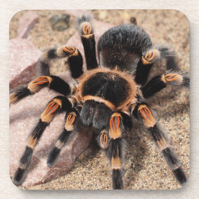 Mexican Red Knee Tarantula Spider Beverage Coaster (Front)