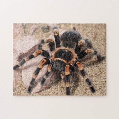 Mexican Red knee Tarantula Spider Jigsaw Puzzle