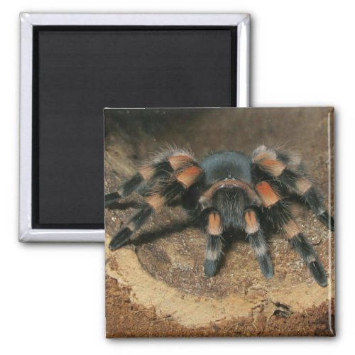 Mexican Red Knee Tarantula Spider Magnet