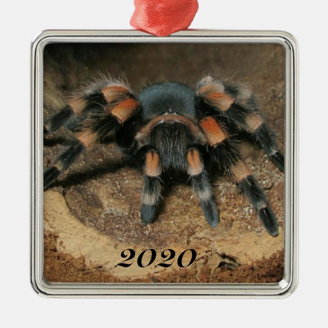 Mexican Red Knee Tarantula Spider Metal Ornament (Front)