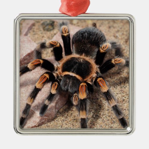 Mexican Red Knee Tarantula Spider Metal Ornament