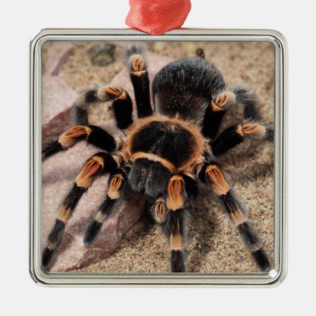 CollectA- Mexican Redknee Tarantula Animali Giocattolo Per - Foto 4