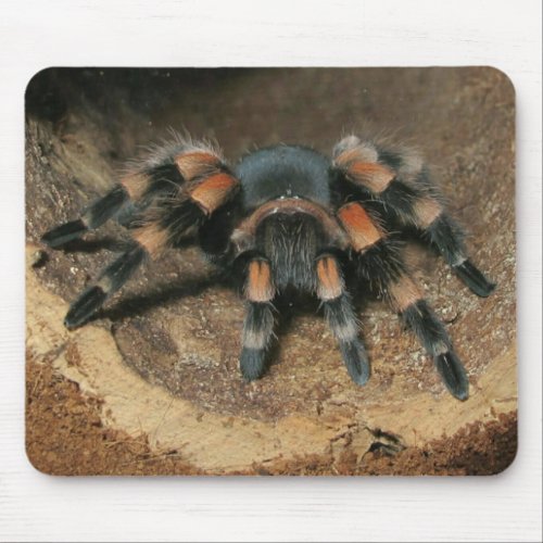 Mexican Red Knee Tarantula Spider Mouse Pad