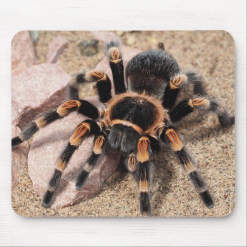 Mexican Red Knee Tarantula Spider Mouse Pad