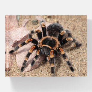 Mexican Red knee Tarantula Spider Paperweight