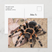 Mexican Red knee Tarantula Spider