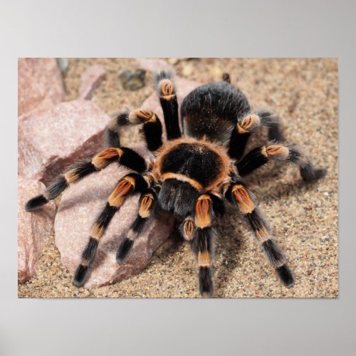 Mexican Red knee Tarantula Spider Poster