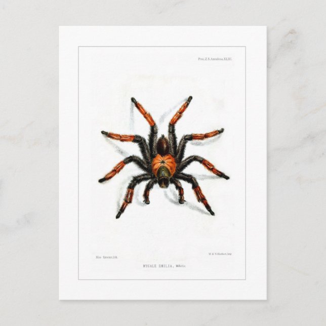 Mexican red leg tarantula postcard (Front)