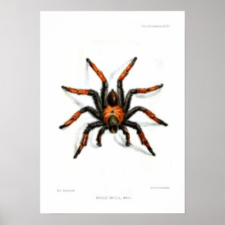 Mexican red leg tarantula poster