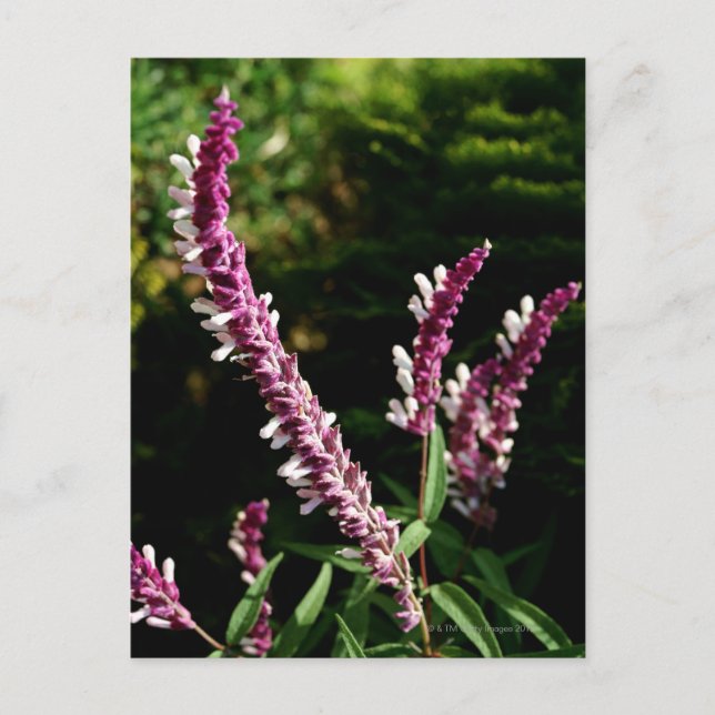 Mexican Sage Postcard (Front)