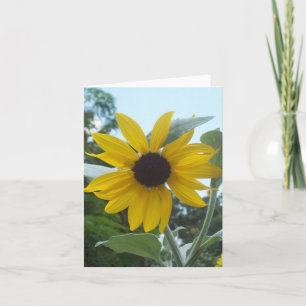 Mexican Sunflower Photo Folded Note Card