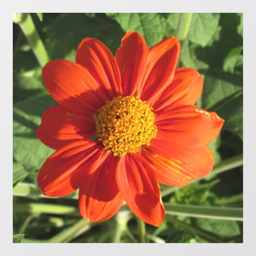 Mexican Sunflower Window Cling