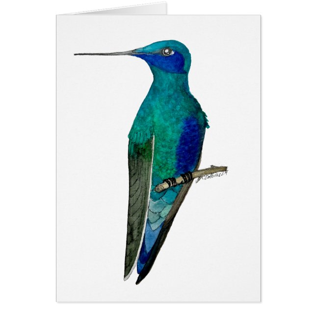 Mexican Violetear Hummingbird  Cards (Front)
