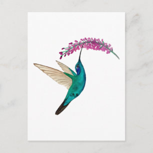 Mexican Violetear Hummingbird Postcard