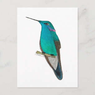 Mexican Violetear Hummingbird Postcard