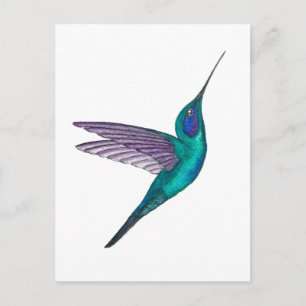 Mexican Violetear Hummingbird Postcard