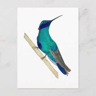 Mexican Violetear Hummingbird Postcard