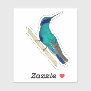 Mexican Violetear Hummingbird Sticker