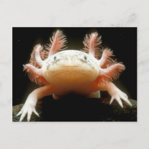 Mexican Walking Fish Postcard